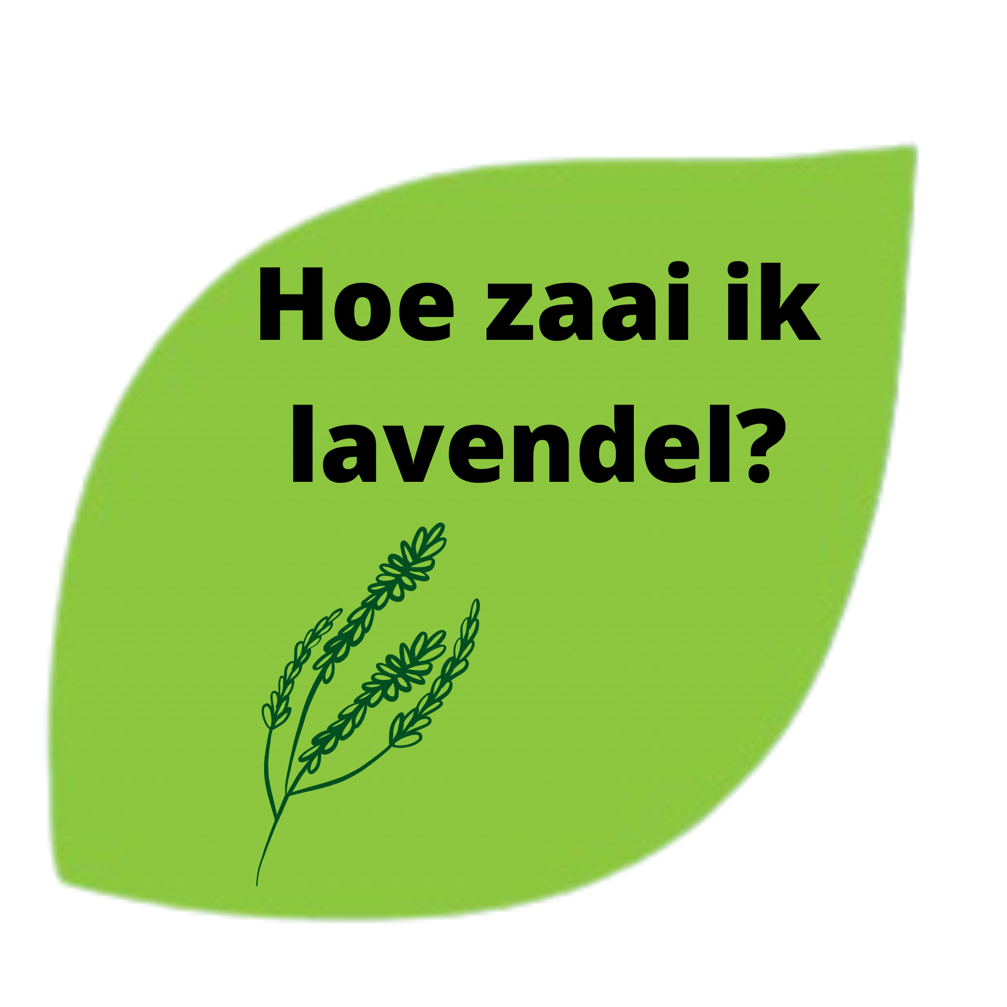 lavendel