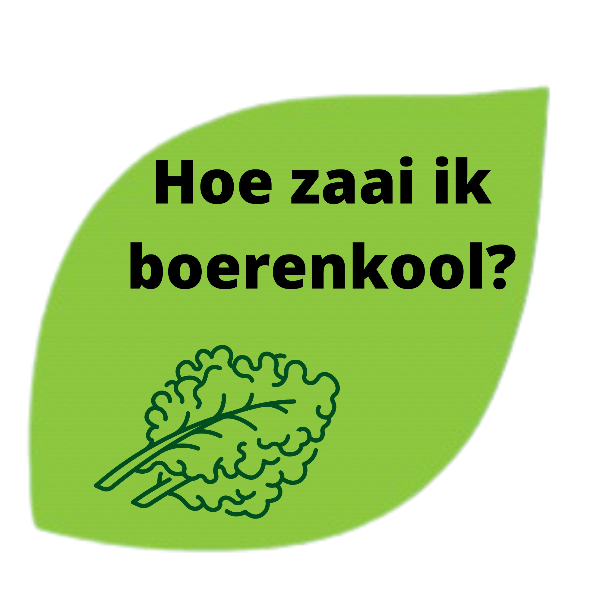 hoe zaai ik boerenkool