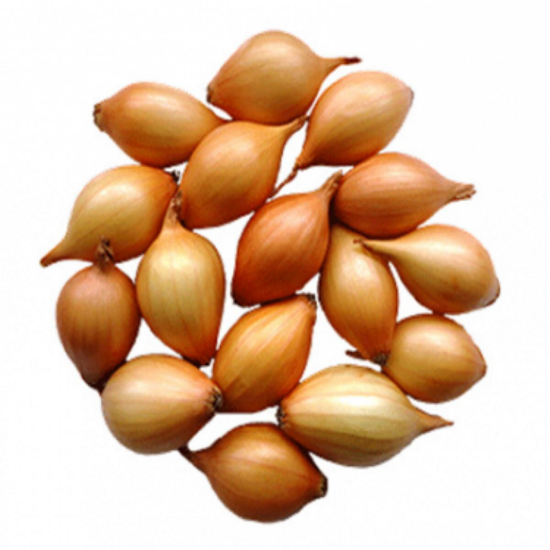 Winter Plantuien Senshy Yellow 250g