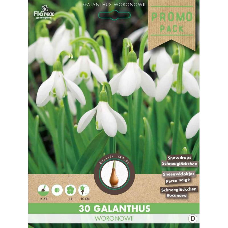Grootverpakking Galanthus Woronowii 5/6 30st.