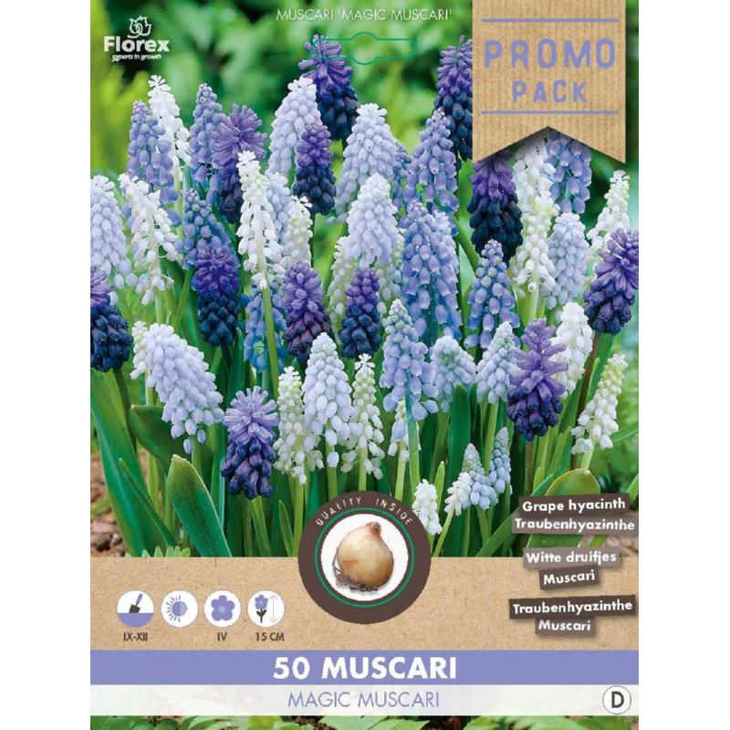Grootverpakking Muscari Magic mix 50st.
