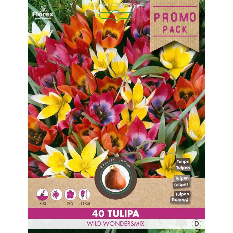 Grootverpakking Tulpen verwildering 6/7 40st.