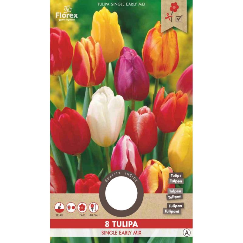 Tulp Enkele vroege gemengd 11/12  8st.