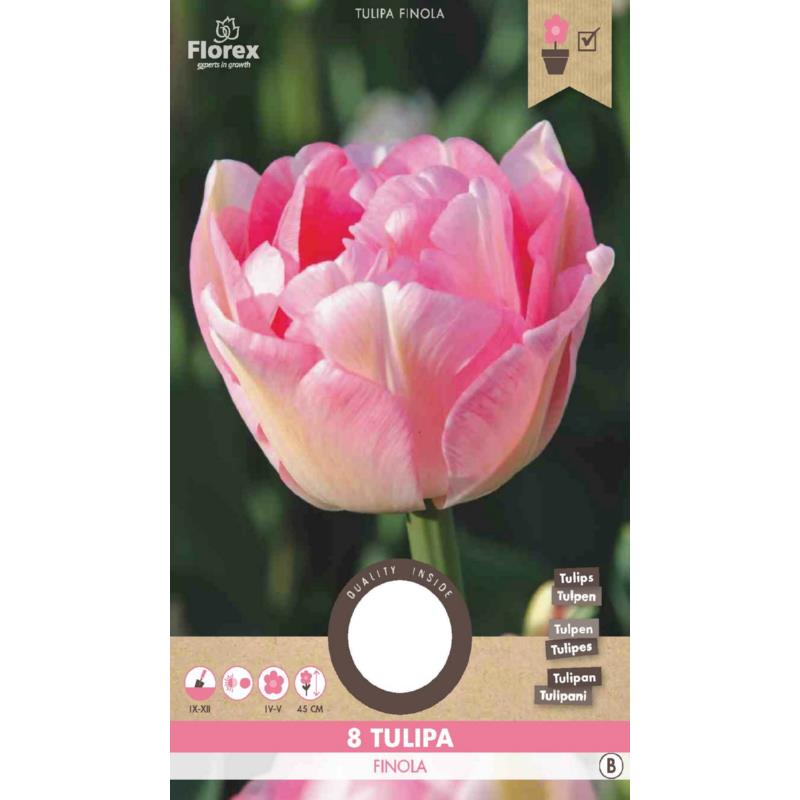 Tulp Finola 11/12  8st.