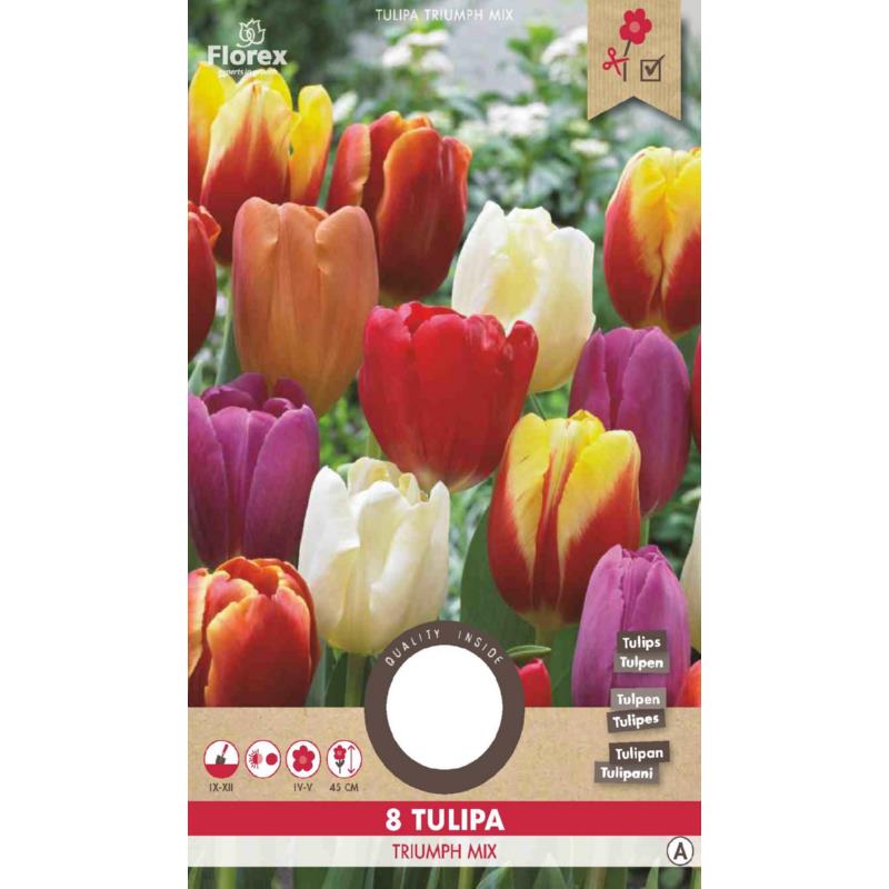Tulp Triumph Gemengd 11/12 8st.