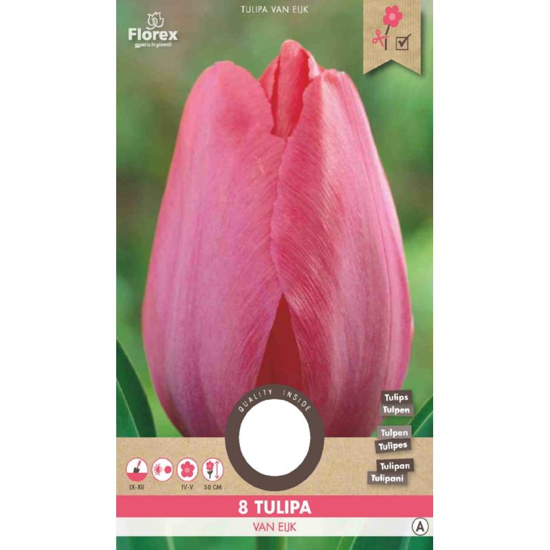 Tulp Darwin Van Eyk 11/12 8st.