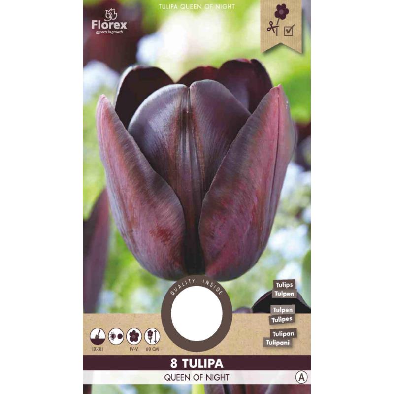 Tuinplus : Tulipe Queen of Night 11/12 8pcs.
