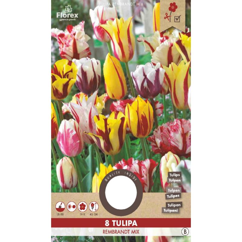 Tulp Rembrandt Gemengd  11/12  8st.