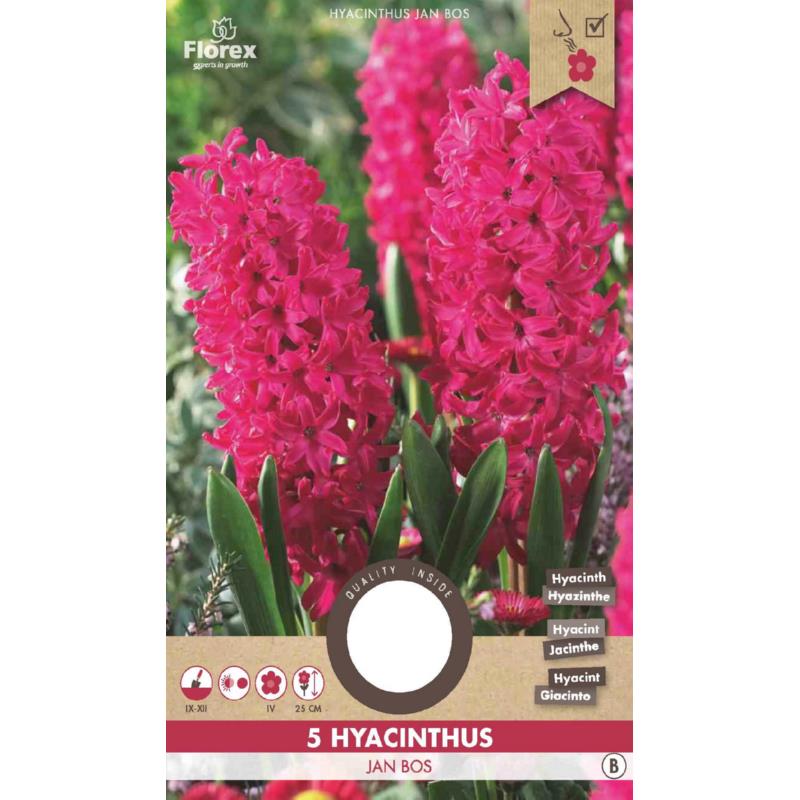 Hyacinth Jan Bos 15/16 5st.