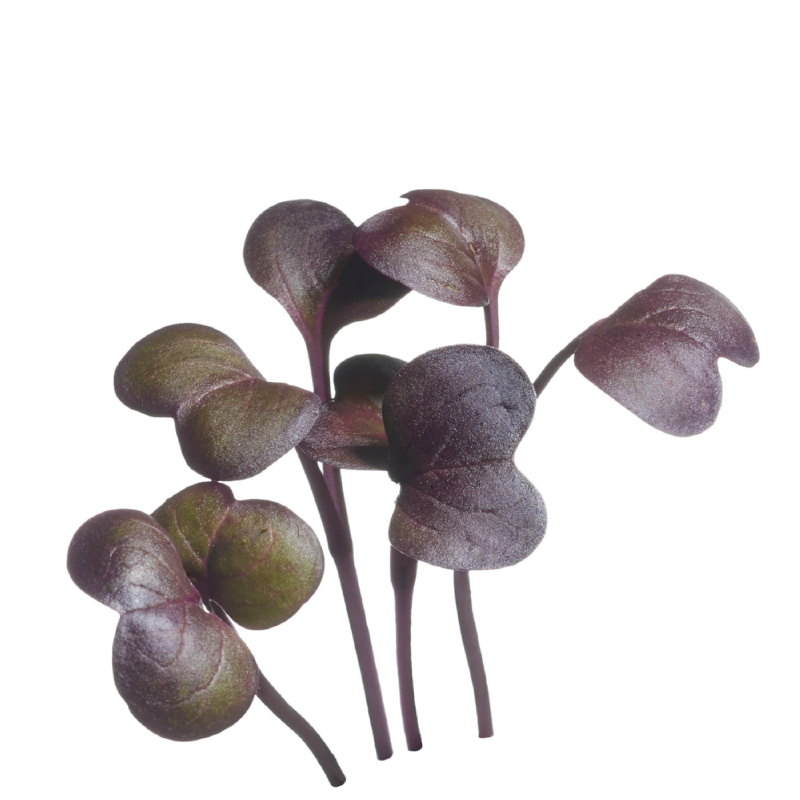Buzzy® Microgreens, Radijs Rode Daikon