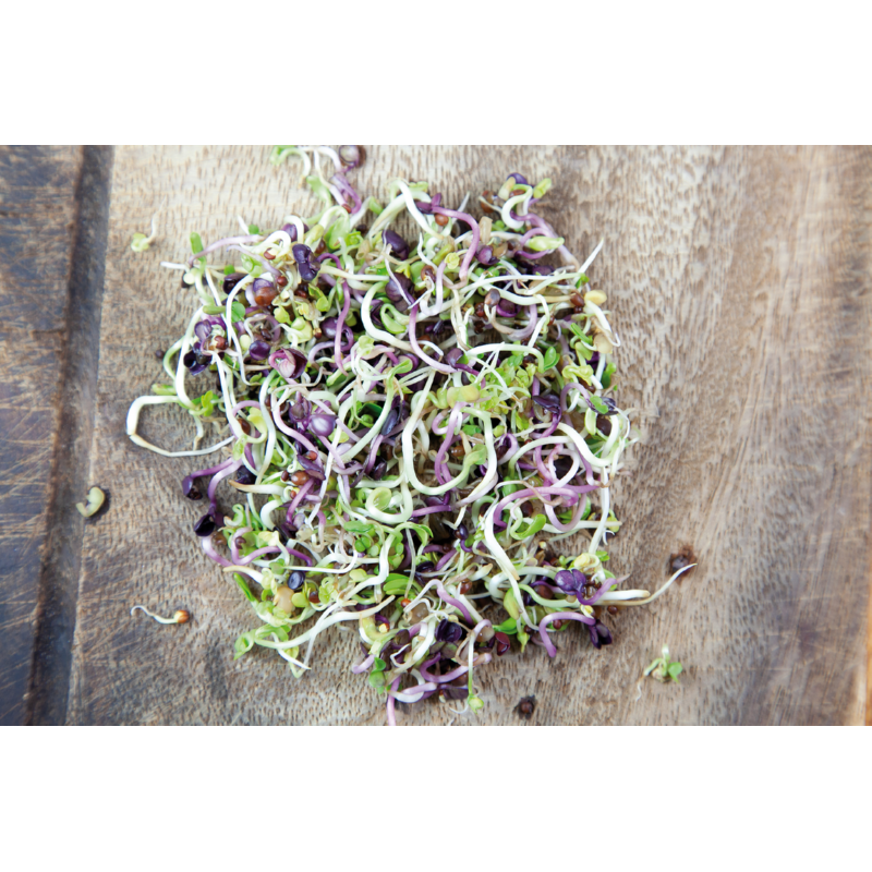 Buzzy® Organic Sprouting pot Pikante Salade BIO