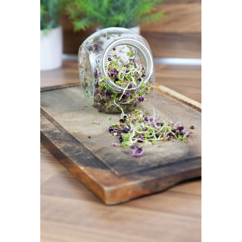 Buzzy® Organic Sprouting pot Pikante Salade BIO