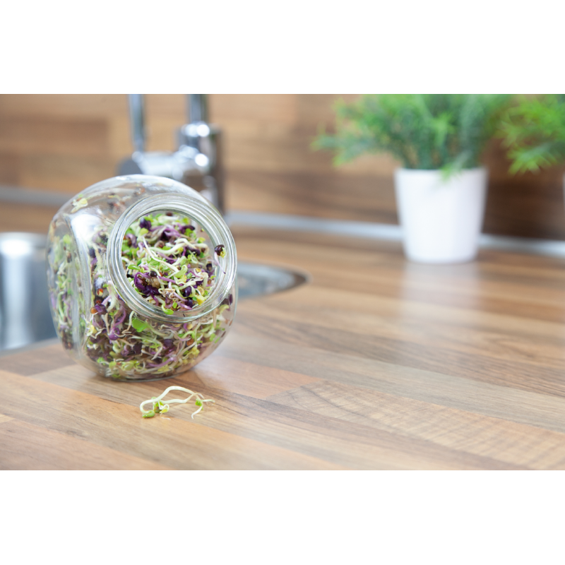 Buzzy® Organic Sprouting pot Pikante Salade BIO