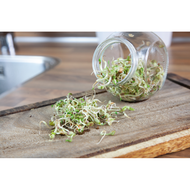 Buzzy® Organic Sprouting pot Salademix BIO