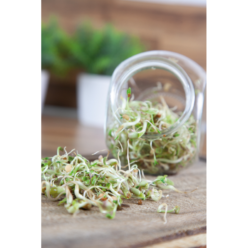 Buzzy® Organic Sprouting pot Salademix BIO