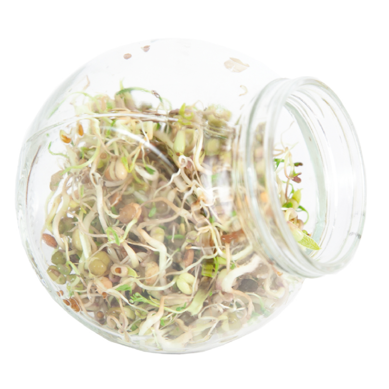Buzzy® Organic Sprouting pot Salademix BIO