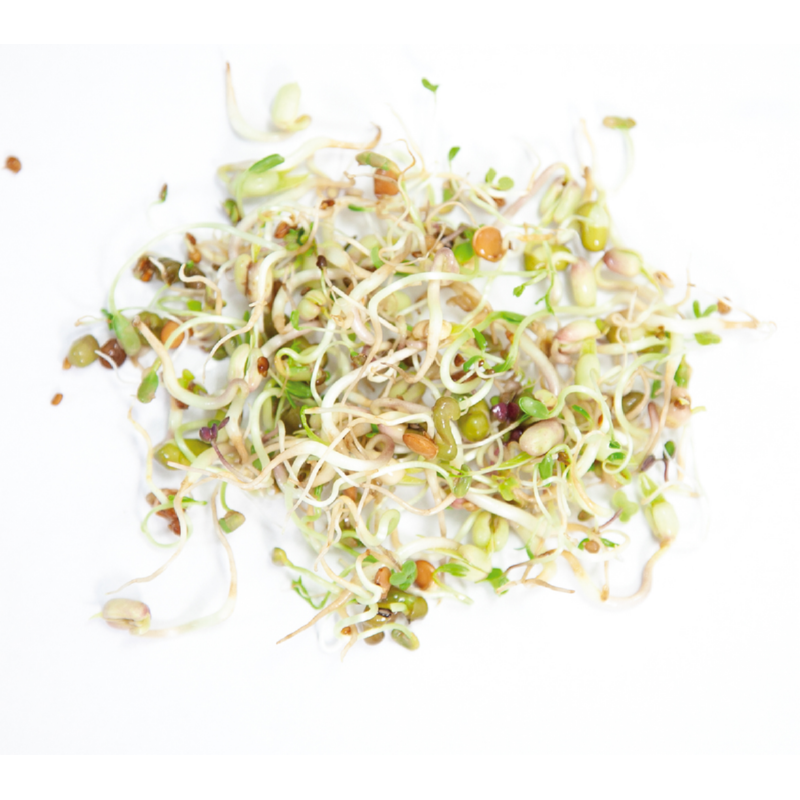 Buzzy® Organic Sprouting pot Salademix BIO