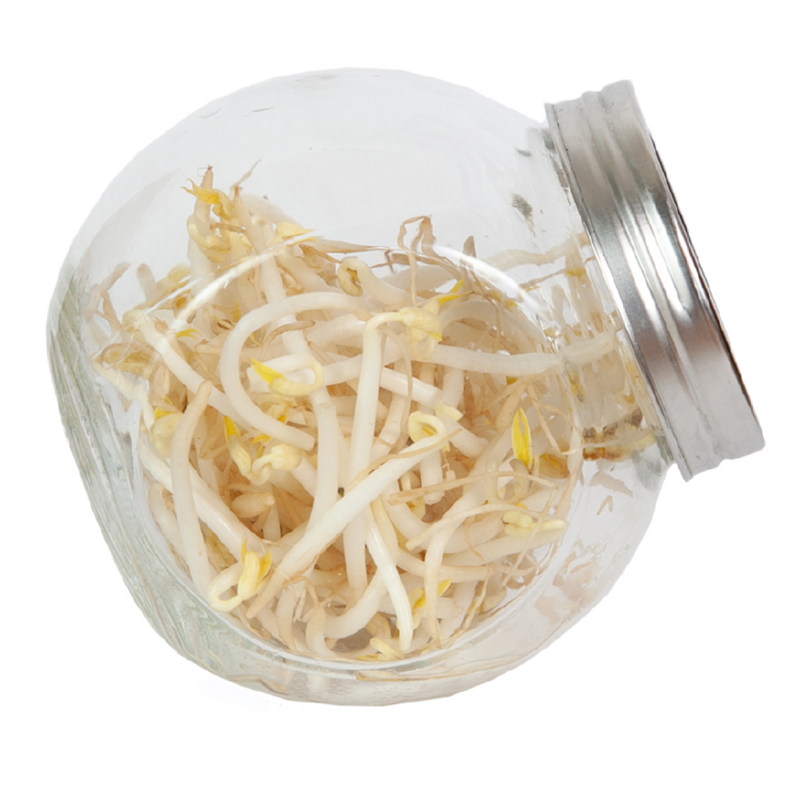 Buzzy® Organic Sprouting pot Tauge  BIO