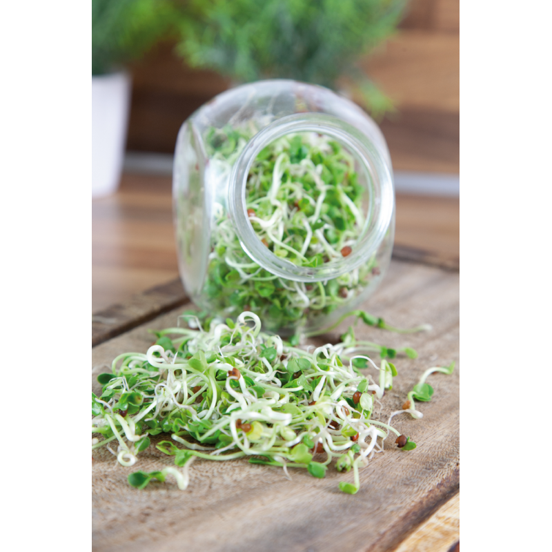 Buzzy® Organic Sprouting pot Daikon BIO