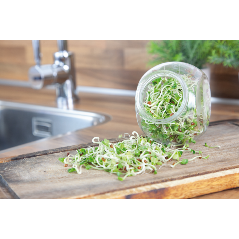 Buzzy® Organic Sprouting pot Daikon BIO