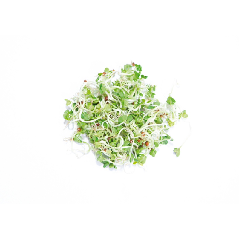 Buzzy® Organic Sprouting pot Daikon BIO