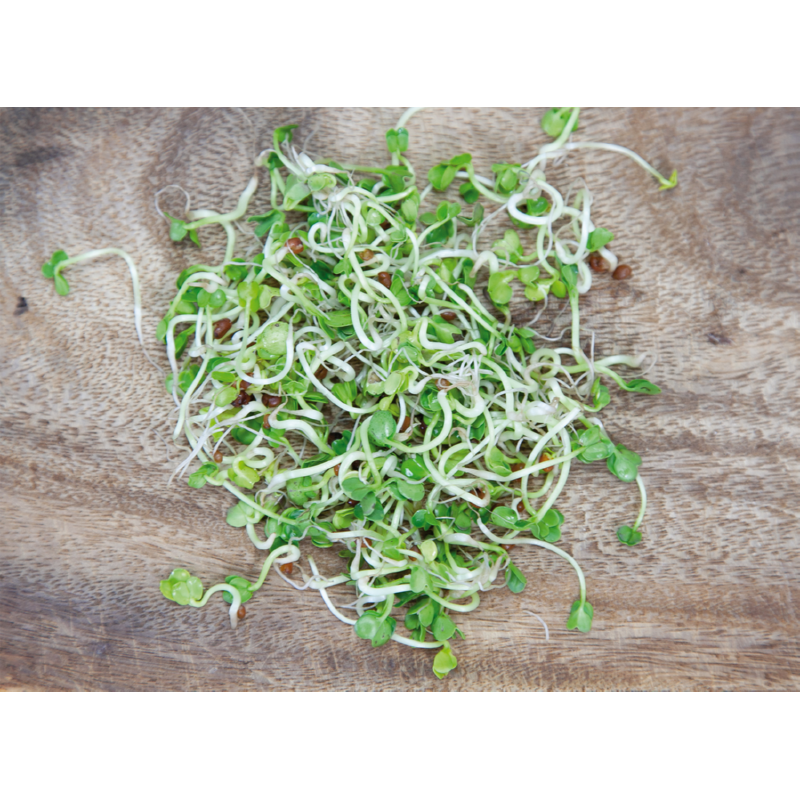 Buzzy® Organic Sprouting pot Daikon BIO