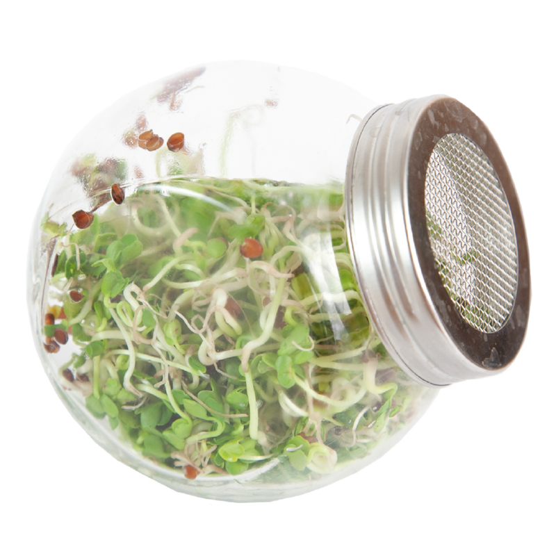 Buzzy® Organic Sprouting pot Daikon BIO