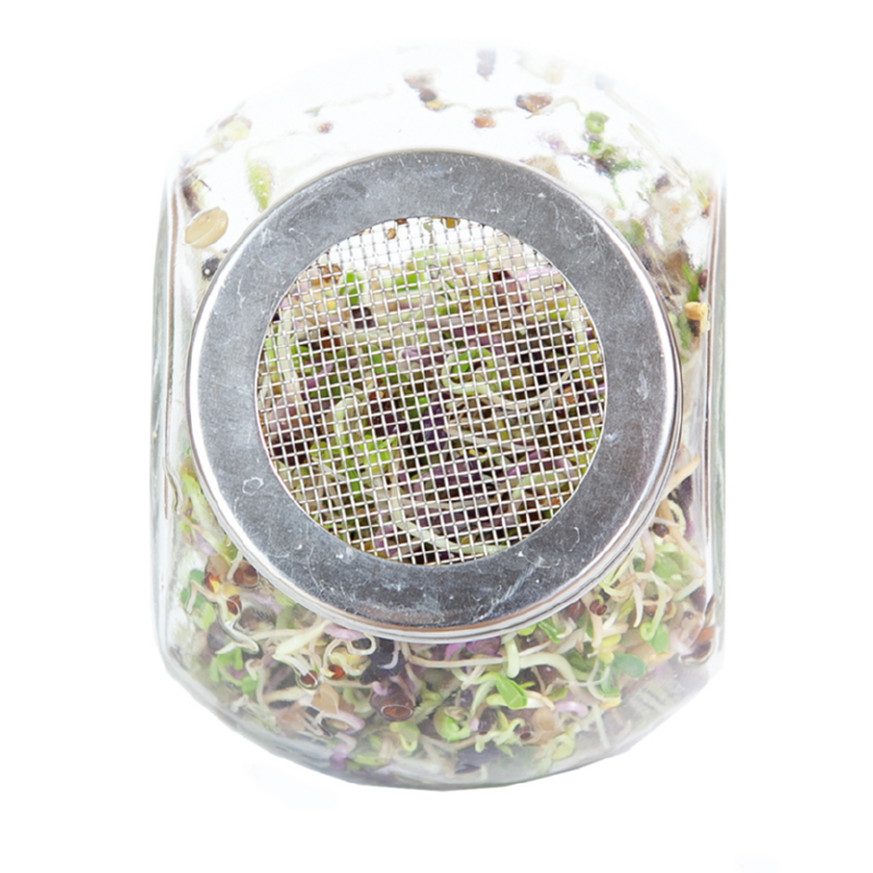 Buzzy® Organic Sprouting pot Pikante Salade BIO