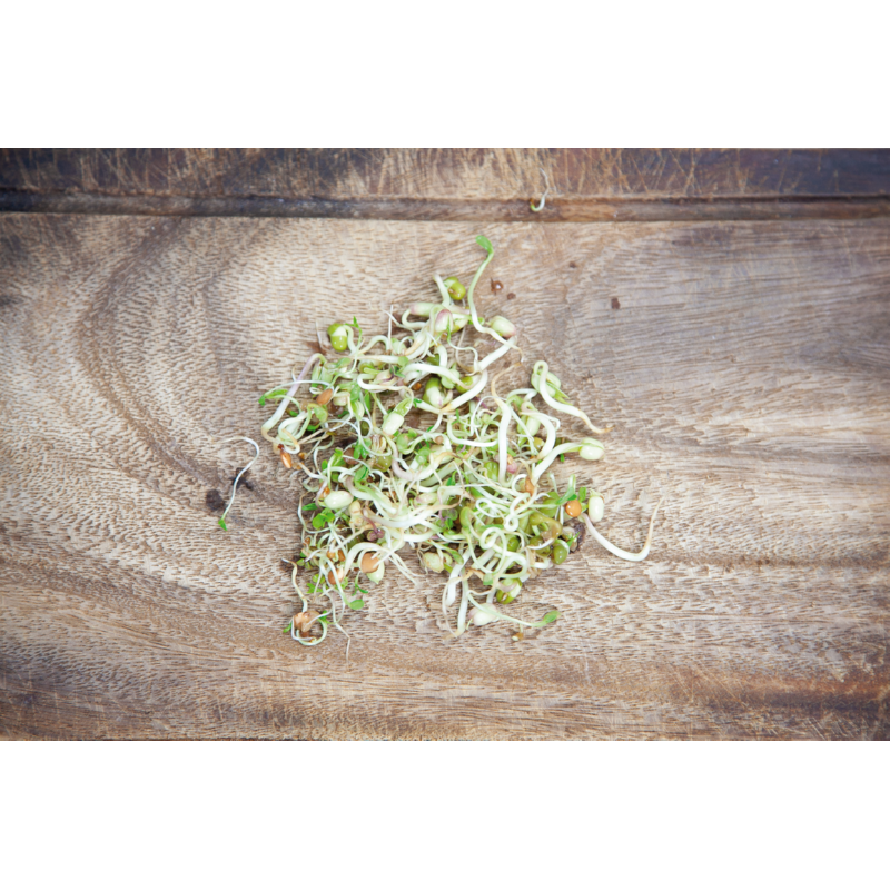 Buzzy® Organic Sprouting pot Salademix BIO