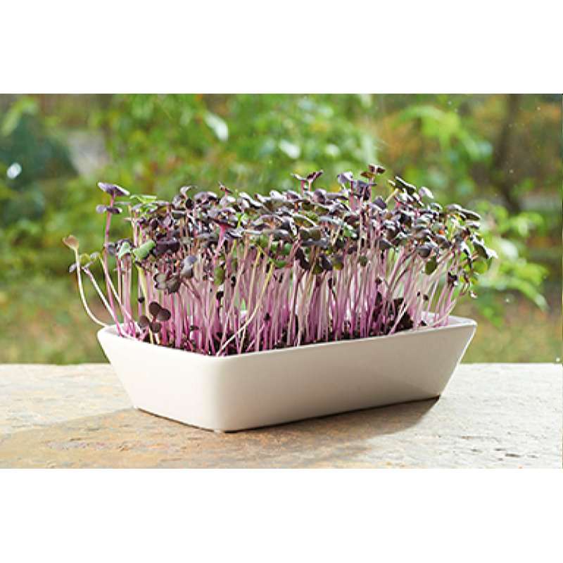 Buzzy® Microgreens Micro Garden, Daikon Radijs