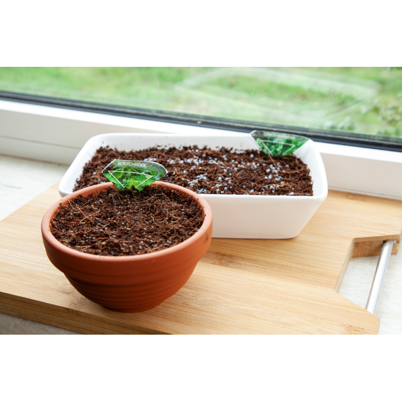 Buzzy® Microgreens Micro Garden, Daikon Radijs