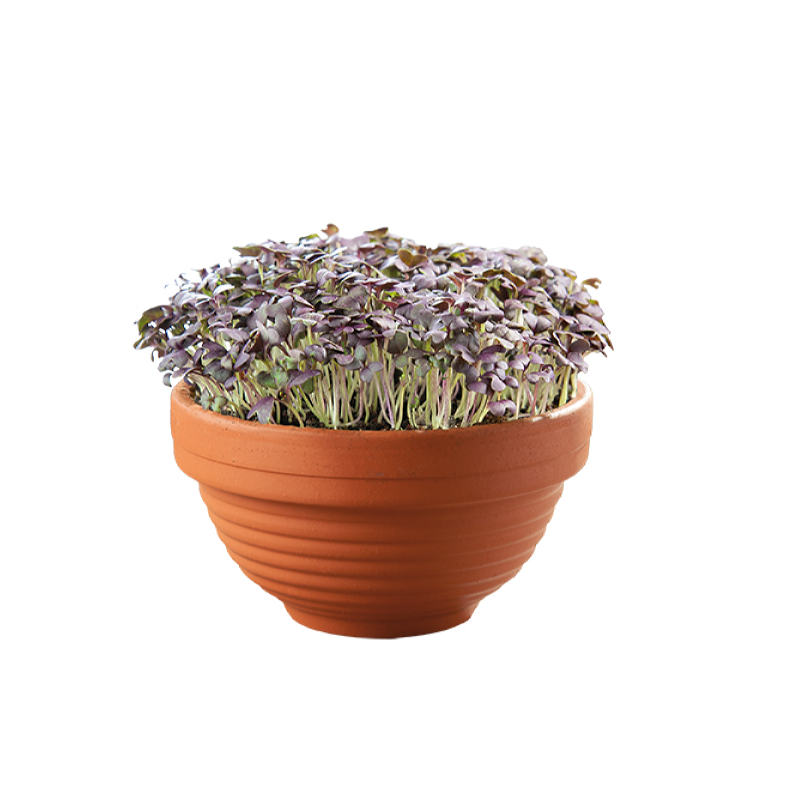 Buzzy® Microgreens Terracotta schaal Rode Mizuna