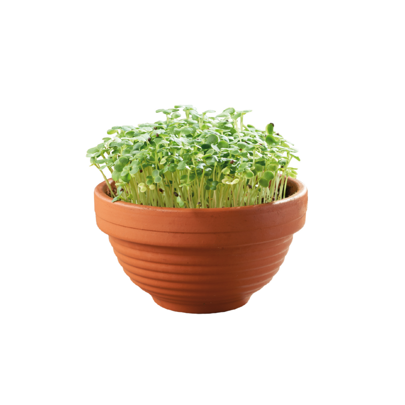 Buzzy® Microgreens Terracotta schaal Tatsoi
