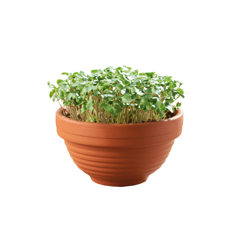 Buzzy® Microgreens Terracotta schaal Boerenkool