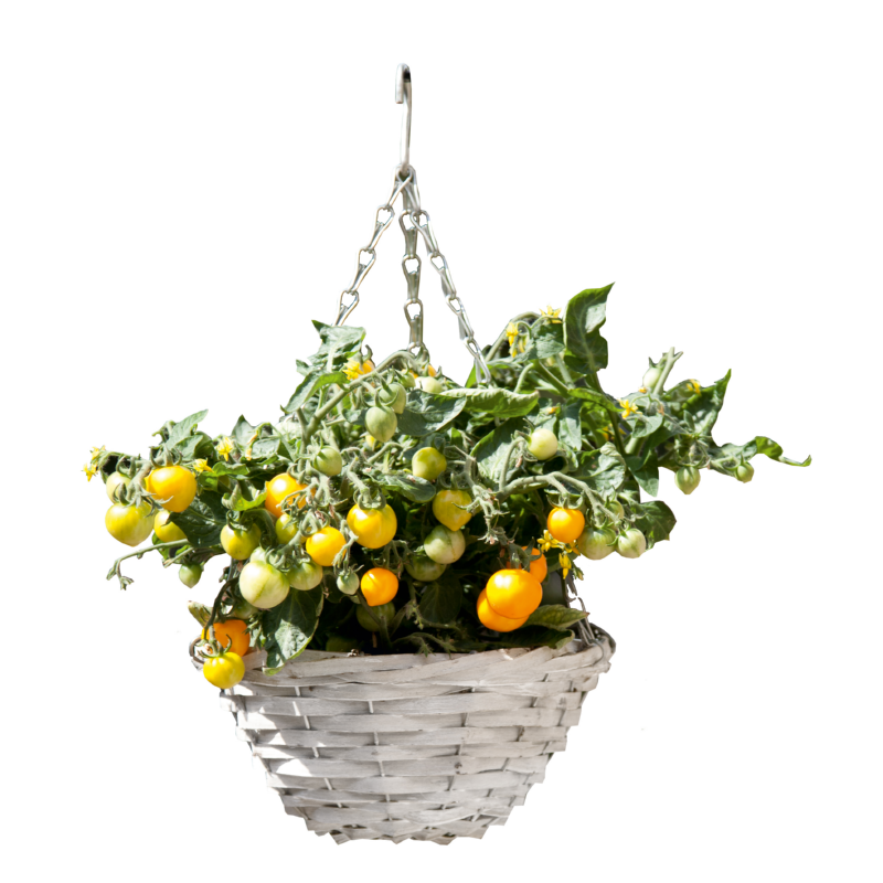Buzzy® Happy Garden, Paniers Suspendus Tomate Cherry Yellow