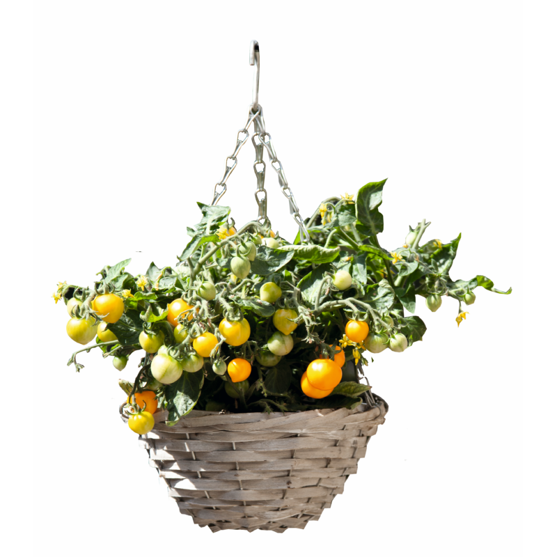 Buzzy® Happy Garden, Paniers Suspendus Tomate Cherry Yellow