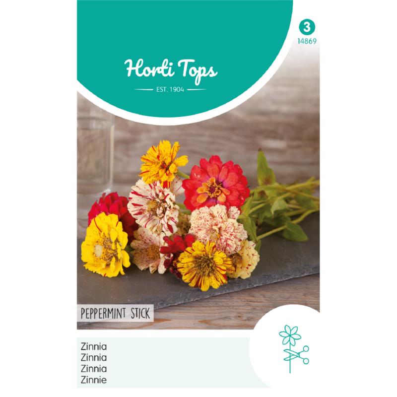 HT Zinnia Peppermint Stick
