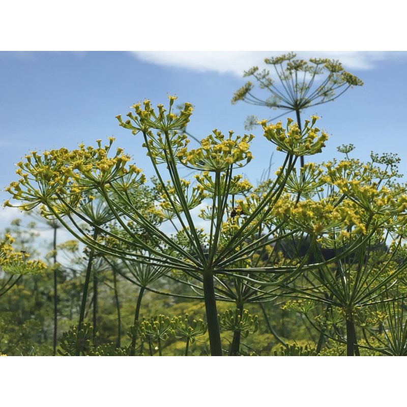 Buzzy® Seedpads Dille 4x 8cm