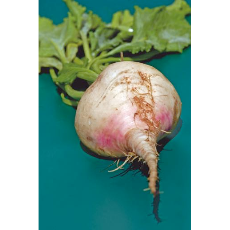 Buzzy® Bieten Albina Vereduna wit