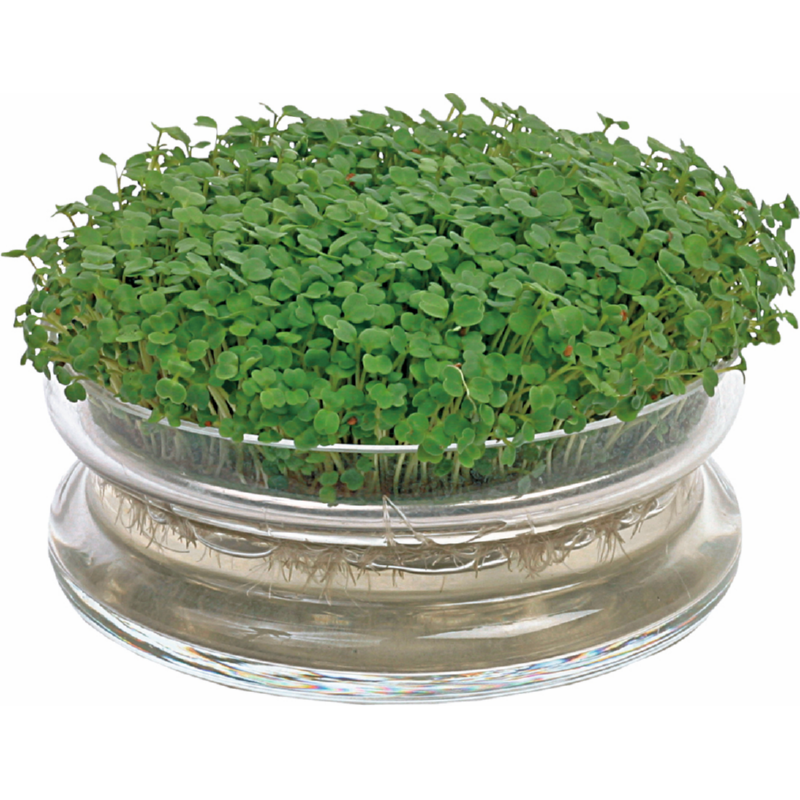 Buzzy® Organic Sprouting Glazen Bowl met Rucola  BIO