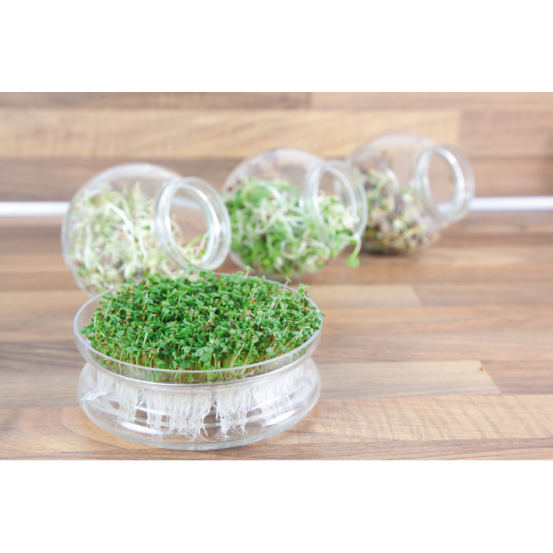 Buzzy® Organic Sprouting Glazen Bowl met Rucola  BIO