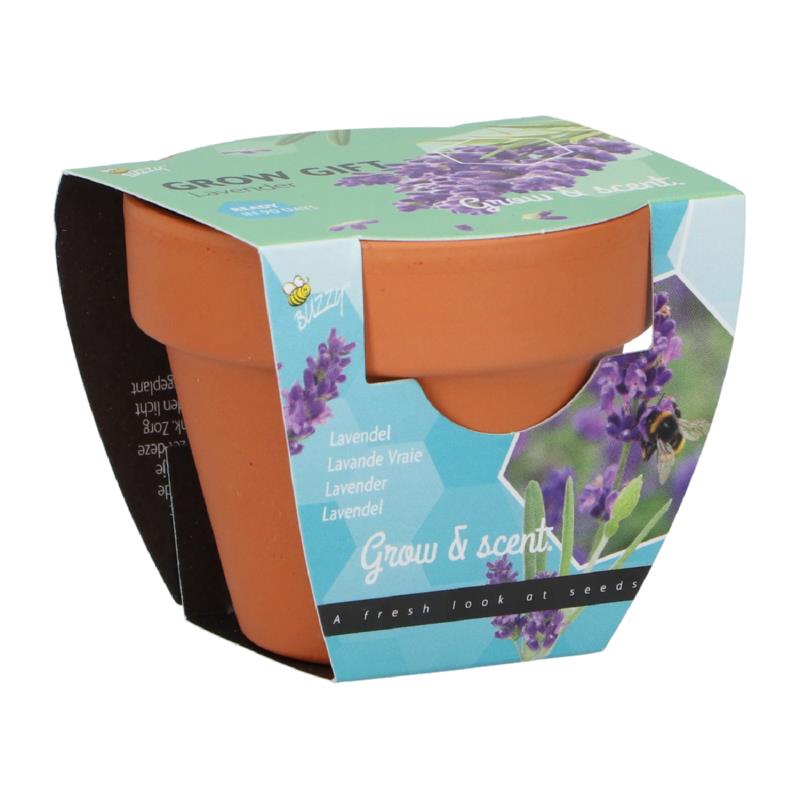 Buzzy® Grow Gifts Lavendel 30st. in display