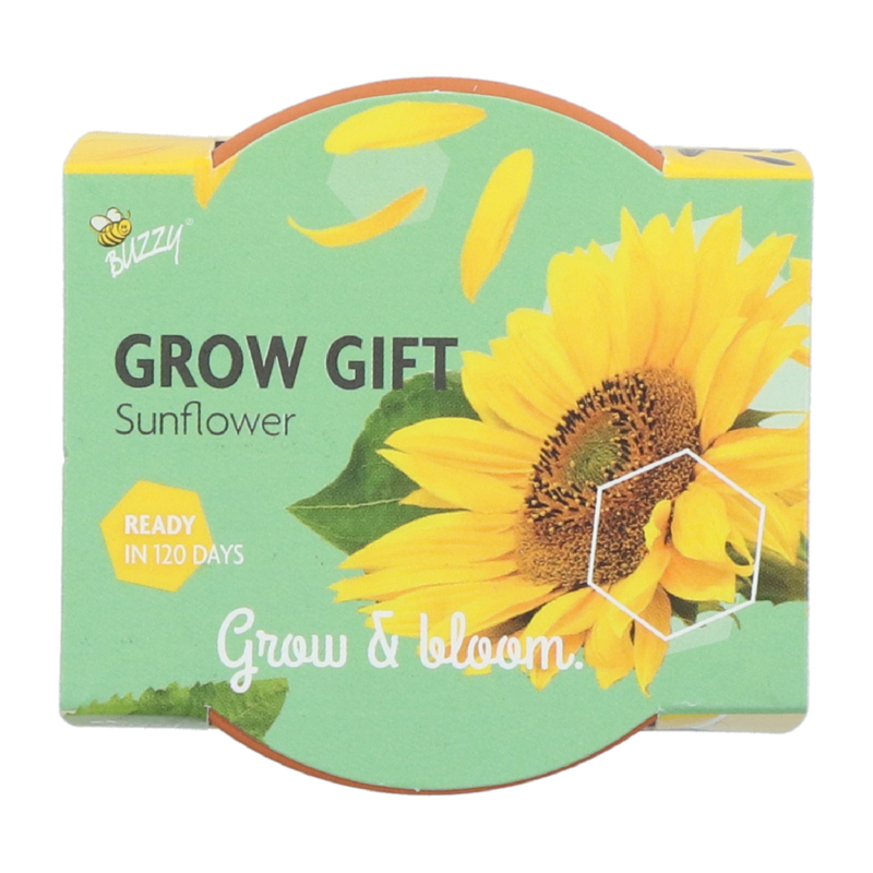 Buzzy® Grow Gifts Tournesol (30pcs. en display)