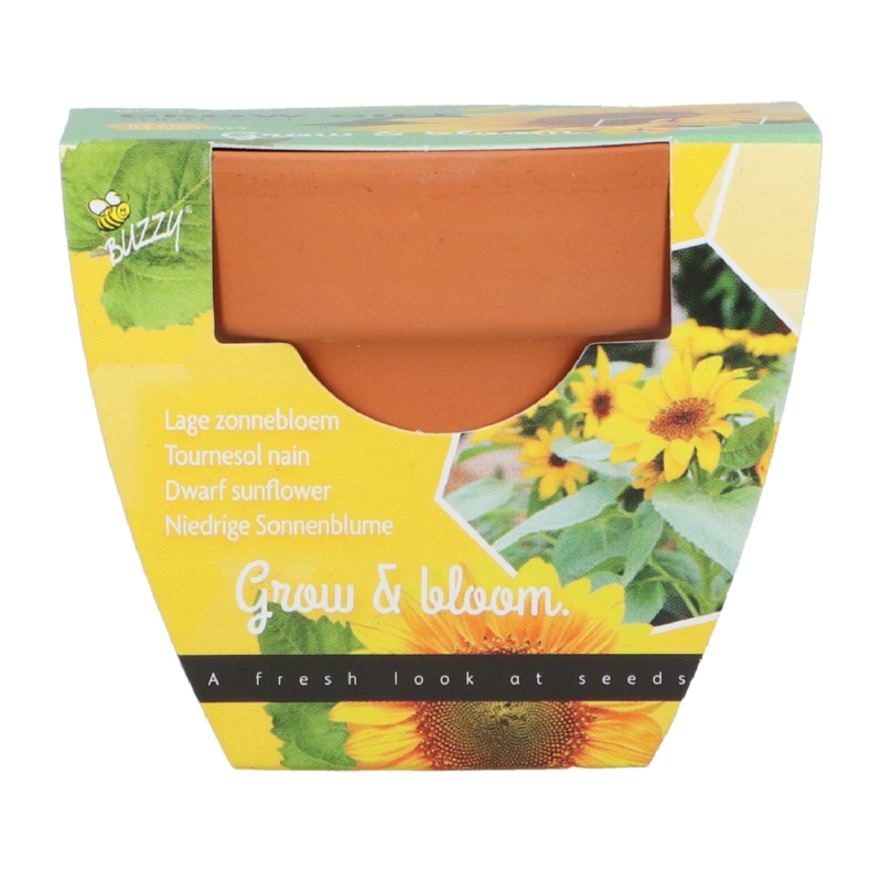 Buzzy® Grow Gifts Tournesol (30pcs. en display)