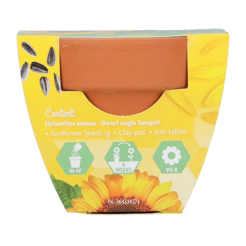 Buzzy® Grow Gifts Tournesol (30pcs. en display)