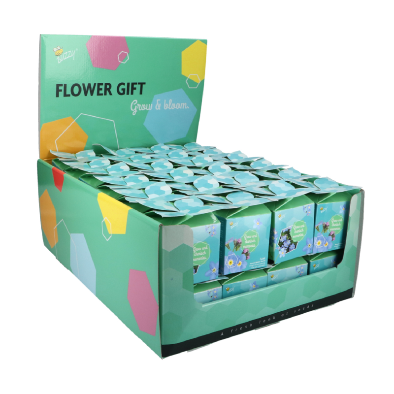 Buzzy® Display Flower Gift Vergeet-me-niet (48)