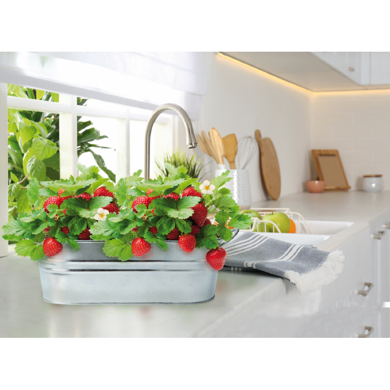 Buzzy® Small Garden Sweet Strawberry