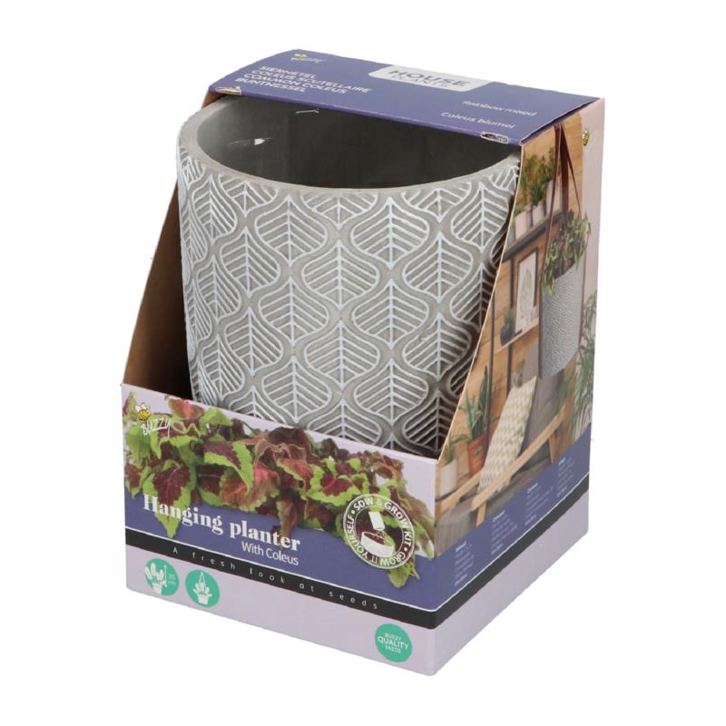 Buzzy® House Plants Coleus + hanging flower pot