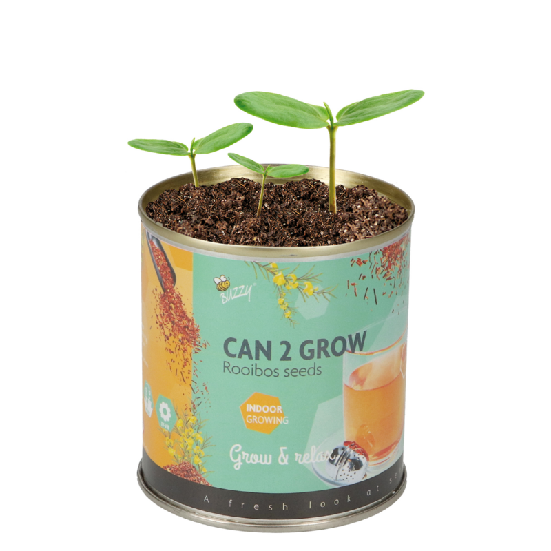Buzzy® Display Can 2 Grow Café et thé 22st