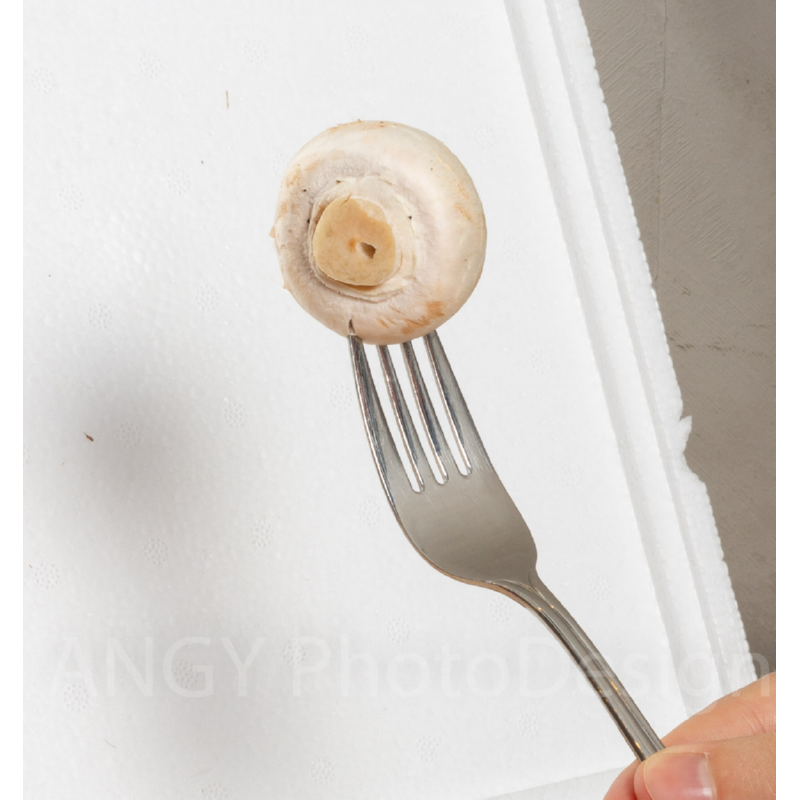 Mini Champ Home Growing Witte champignons